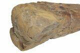 Fossil Hadrosaur (Edmontosaurus) Femur - South Dakota #211084-7